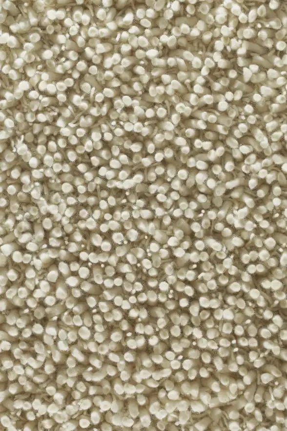 Maine Ivory - Image 3